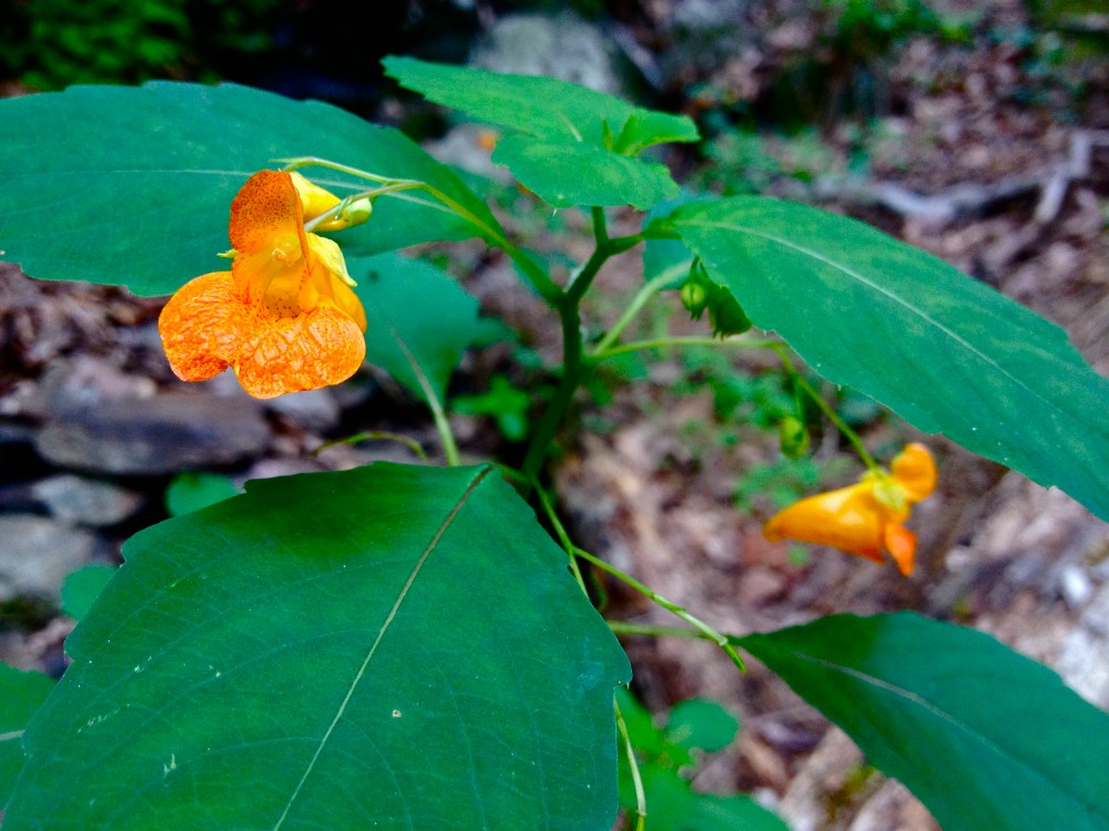 orange_jewelweed3